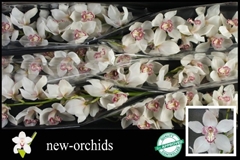 Cymbidium Mrs. Sugar Lee 80cm