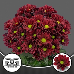 Chrysanth Spray Mexicano 70cm 80gr.