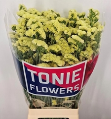 Limonium Sinuatum Yellow Sun Birds 70cm 40gr.