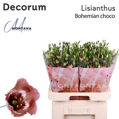 Eustoma Single Bohemian Choco 70cm