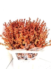 Ilex Verticillata Winter Gold 80cm