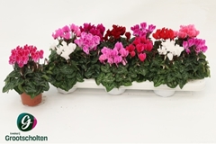 Cyclamen Super Serie Verano 9Ø 17cm