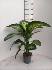 Dieffenbachia Tropic Snow 17Ø 60cm