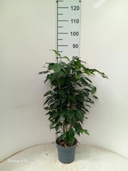 Ficus Benjamina Danielle 17Ø 75cm