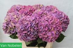 Hydrangea Sweet Esperance 80cm 20-22cm Hd