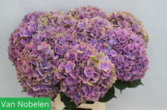 Hydrangea Sweet Esperance 60cm 18-20cm Hd