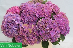 Hydrangea Sweet Esperance 40cm 16-18cm Hd