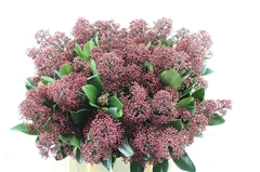 Skimmia Japonica Rubella Per Bunch 45cm