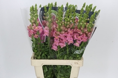 Antirrhinum Potomac Early Pink 70cm