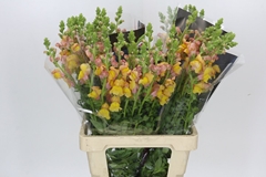 Antirrhinum Costa Orange 70cm