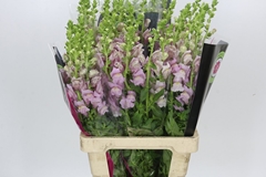Antirrhinum Potomac Lavender 70cm