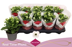 Kalanchoe Single Asteria White 10Ø 22cm
