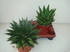 Aloe Mix 17Ø 30cm