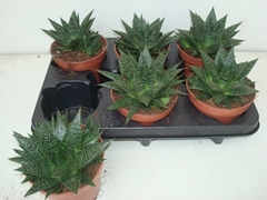 Gasteria Flow 12Ø 17cm