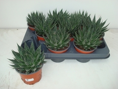 Aloe Aristata 10Ø 18cm