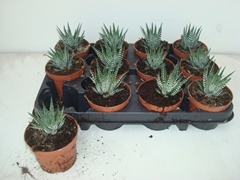 Haworthia Big Band 9Ø 15cm