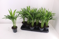 Dypsis Lutescens 10Ø 45cm