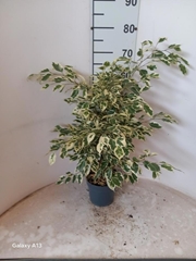 Ficus Benjamina Twilight 17Ø 65cm