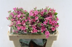 Oxypetalum Pink Harmony 50cm