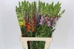 Antirrhinum Mix 70cm