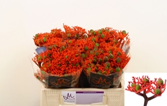 Jatropha Firecracker 35cm
