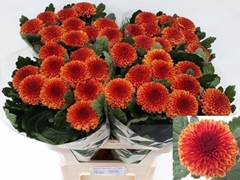 Chrysanth Single Kiev Bicolour 80cm 90gr.