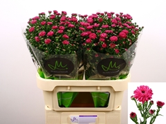 Aster Flash 80cm 30gr.