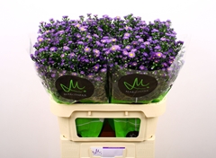 Aster Teeny Tiny Blue 80cm 30gr.