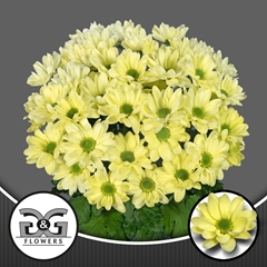 Chrysanth Spray Chic Cream 70cm 80gr.