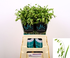 Chasmanthium Latifolium 70cm