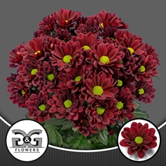 Chrysanth Spray Mexicano 70cm 75gr.