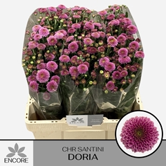 Chrysanth Santini Doria 55cm 28gr.