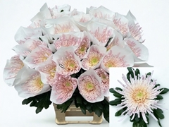 Chrysanth Single Spider Spivio 80cm 120gr.