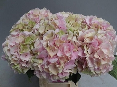 Hydrangea Verena Classic 60cm 16-18cm Hd