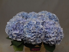 Hydrangea Verena Blue 60cm 19-21cm Hd