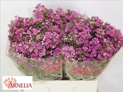 Chamelaucium Purple Rain 65cm 30gr.