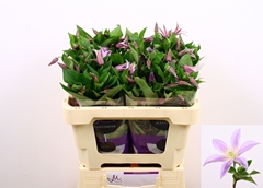 Clematis Star River 50cm