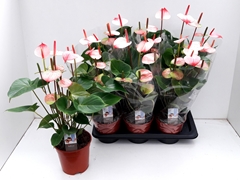 Anthurium Princess Amalia Elegance 17Ø 55cm
