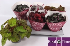 Begonia Leaf Beleaf Mix 13Ø 25cm