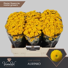 Chrysanth Santini Aurinko 55cm 40gr.