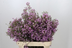 Chamelaucium Pirouette 80cm 70gr.