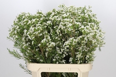 Chamelaucium Grace 80cm 65gr.