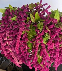 Amaranthus Caudatus Rosary 75cm