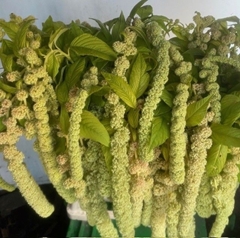Amaranthus Caudatus Cycloop 60cm