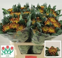 Chrysanth Single Fuego 75cm 115gr.