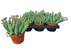 Crassula Marnieriana 12Ø 15cm
