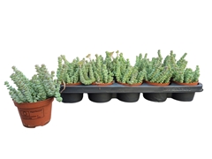 Crassula Marnieriana 10Ø 13cm
