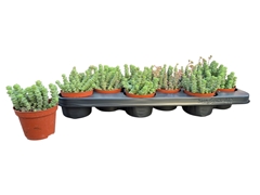 Crassula Marnieriana 9Ø 10cm