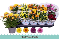 Chrysanth Double Mix 12Ø 25cm