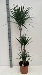Dracaena 24Ø 150cm